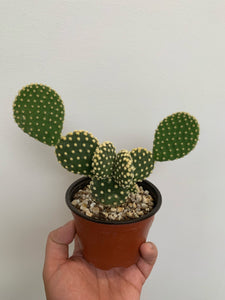 Opuntia Microdasys - Bunny Ears Cactus