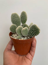 Load image into Gallery viewer, Opuntia Microdasys - Bunny Ears Cactus