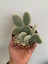 Load image into Gallery viewer, Opuntia Microdasys - Bunny Ears Cactus