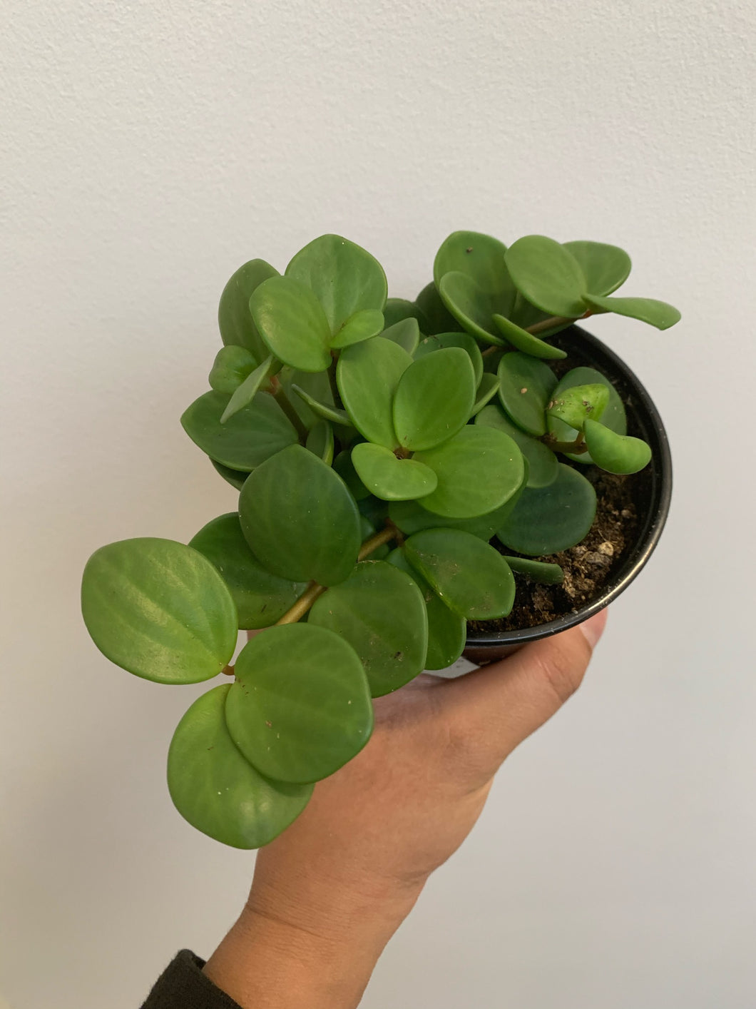Peperomia - Hope