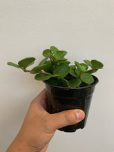 Load image into Gallery viewer, Peperomia - Hope