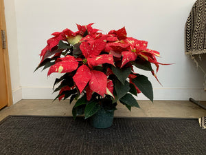 Poinsettia  - Jingle Bells - Local Pickup Only