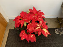 Load image into Gallery viewer, Poinsettia  - Jingle Bells - Local Pickup Only