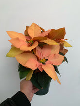 Load image into Gallery viewer, Poinsettia 4&quot; - Peach - Local Pickup Only