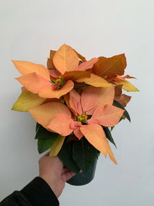 Poinsettia 4" - Peach - Local Pickup Only