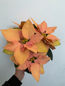 Poinsettia 4" - Peach - Local Pickup Only