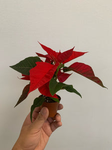Poinsettia 2" - Local Pickup Only