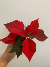 Load image into Gallery viewer, Poinsettia 2&quot; - Local Pickup Only