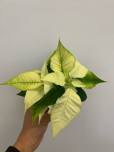 Poinsettia 2" - Local Pickup Only