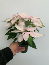 Load image into Gallery viewer, Poinsettia 4&quot; - White - Local Pickup Only
