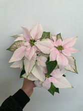 Load image into Gallery viewer, Poinsettia 4&quot; - White - Local Pickup Only
