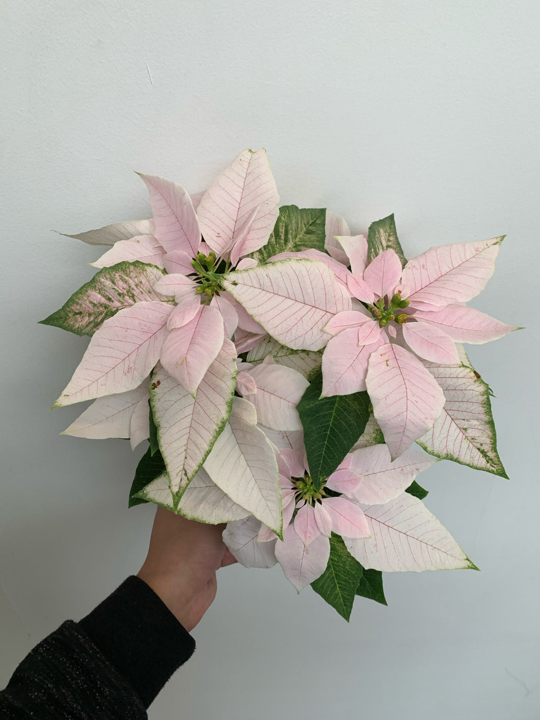 Poinsettia 4