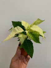 Load image into Gallery viewer, Poinsettia 2&quot; - Local Pickup Only