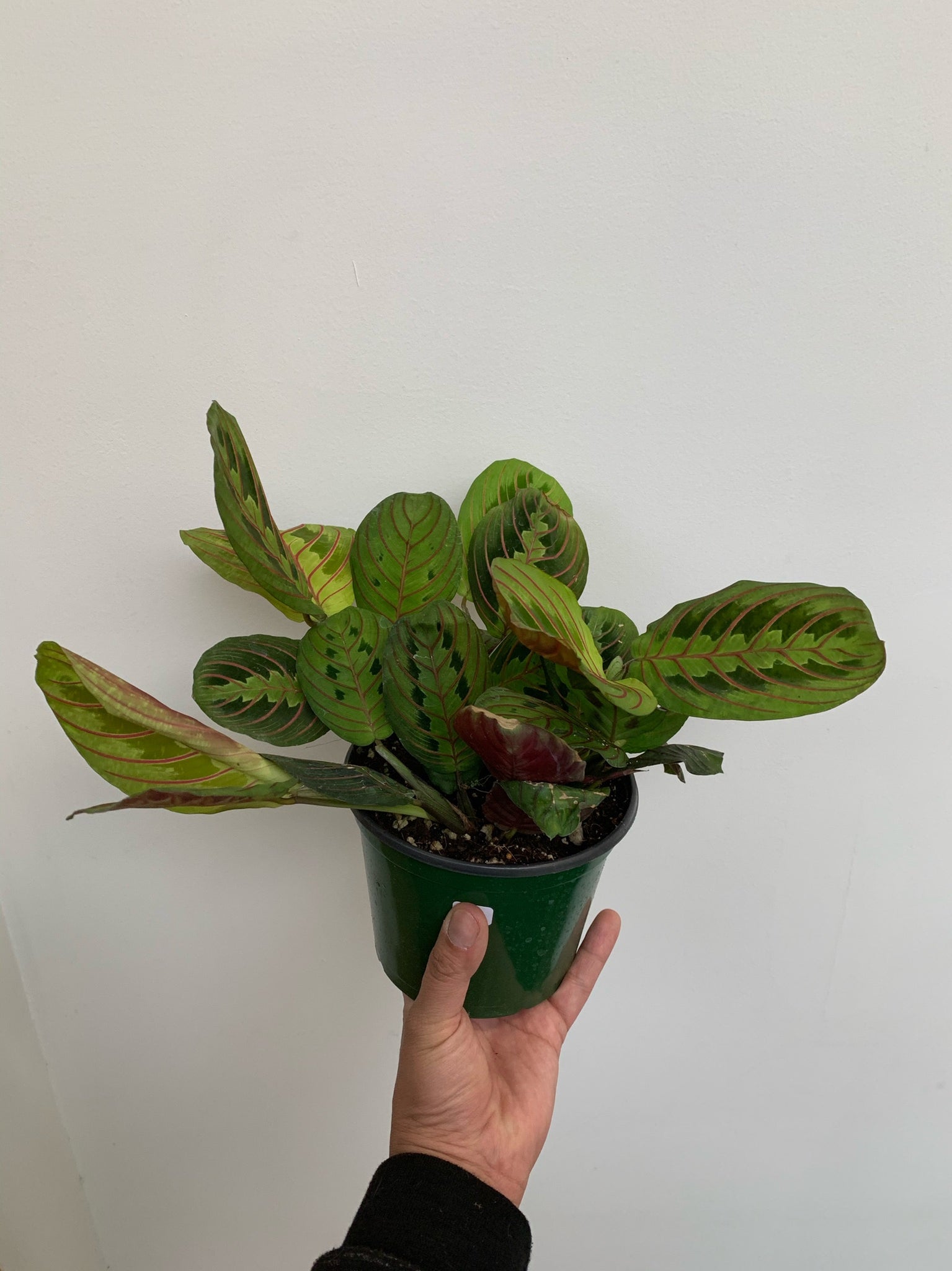 prayer plant closing at night Maranta Leuconeura