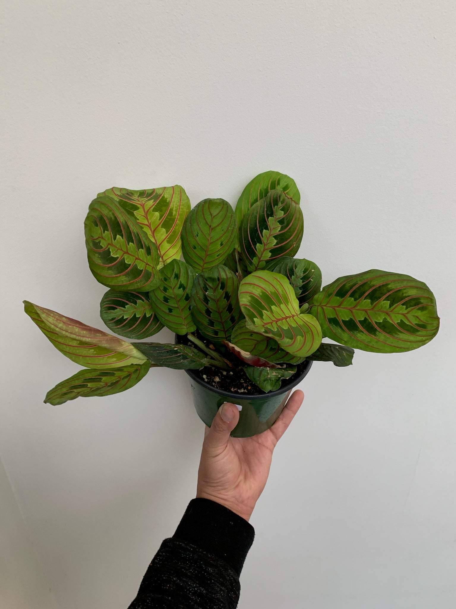 prayer plant opens at night Maranta Leuconeura