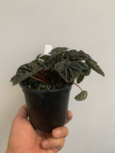 Load image into Gallery viewer, Peperomia - Red Ripple