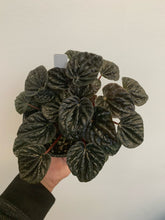 Load image into Gallery viewer, Peperomia - Red Ripple