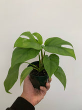 Load image into Gallery viewer, Rhapidophora Tetrasperma - Mini Monstera