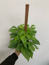 Load image into Gallery viewer, Rhapidophora Tetrasperma - Mini Monstera