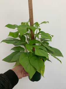 Rhapidophora Tetrasperma - Mini Monstera