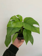 Load image into Gallery viewer, Rhapidophora Tetrasperma - Mini Monstera