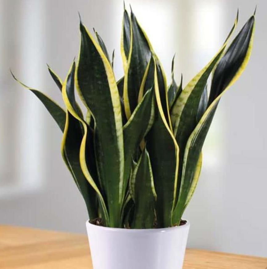 Sansevieria Black and Gold