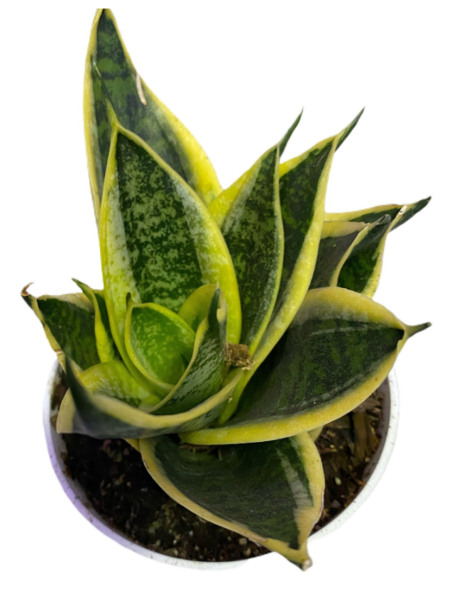 sanseveria laurentii variegated snake plant Sansevieria Trifasciata Laurentii