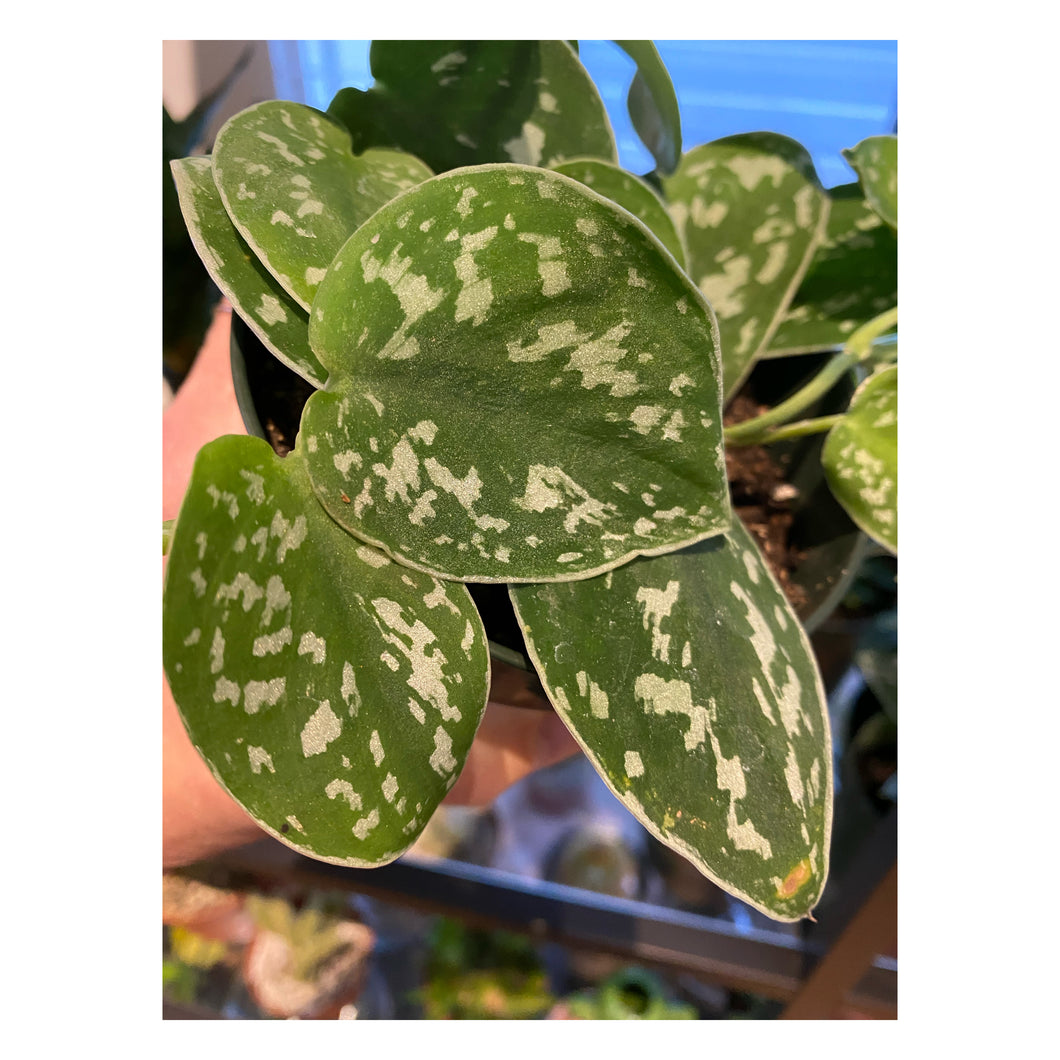 Scindapsus Pictus - Argyraeus