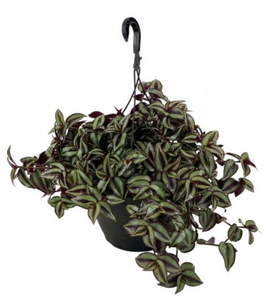 Tradescantia Zebrina - Wandering Dude - Burgundy 6" HBx