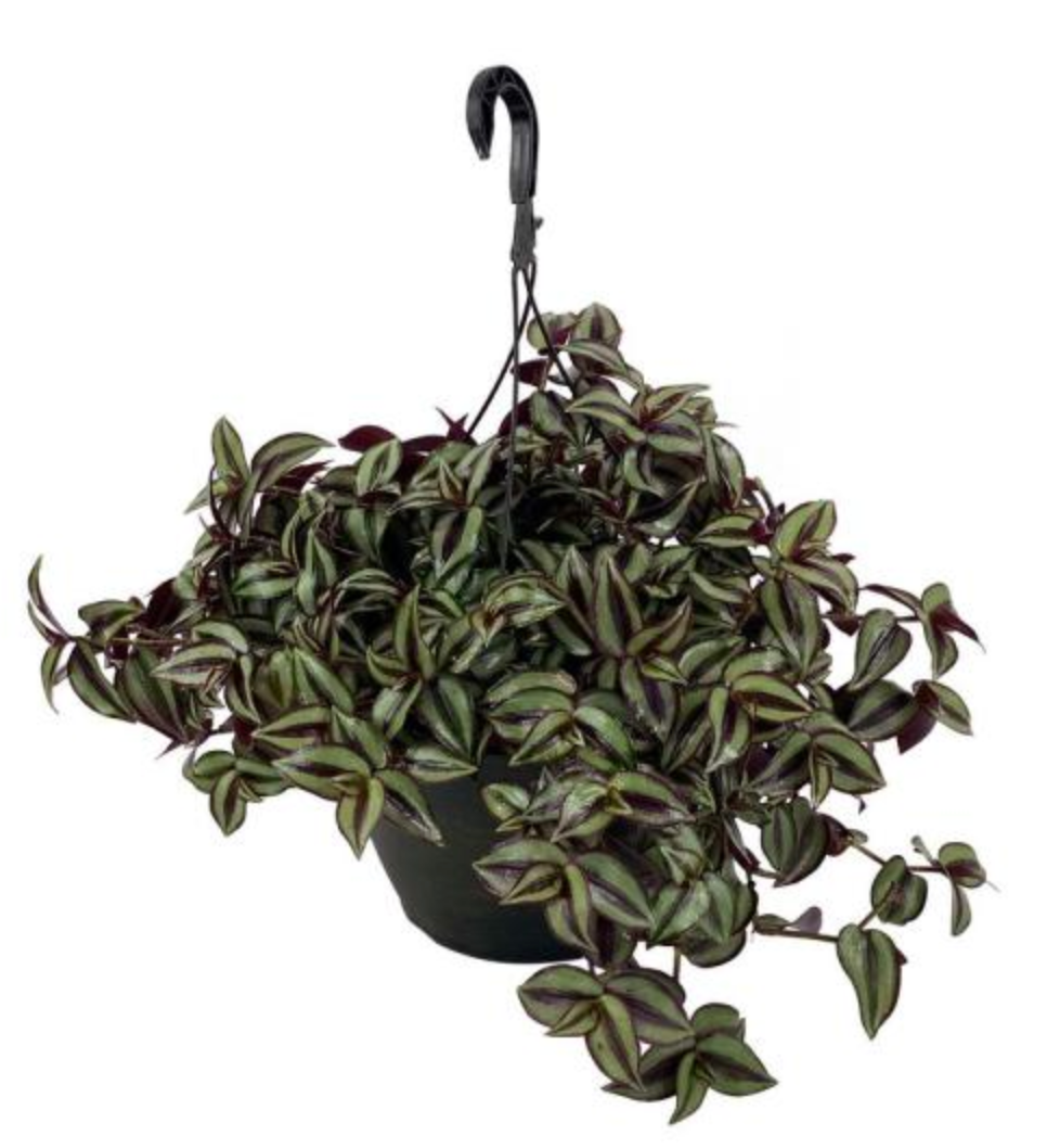 Tradescantia Zebrina - Wandering Dude - Burgundy 6