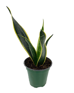 Sansevieria Trifasciata Laurentii - Variegated Snake Plant