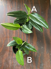 Load image into Gallery viewer, Monstera Standleyana Albo 4&quot;