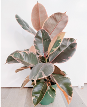 Load image into Gallery viewer, Ficus Elastica - Rubber Tree