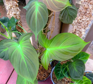 Philodendron Camposportoanum "Horse Head" - 4"