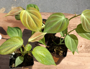 Philodendron Camposportoanum "Horse Head" - 4"