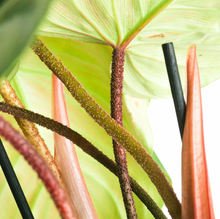 Load image into Gallery viewer, Philodendron &quot;Fuzzy Petiole&quot; - 6&quot;