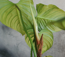 Load image into Gallery viewer, Philodendron &quot;Fuzzy Petiole&quot; - 6&quot;