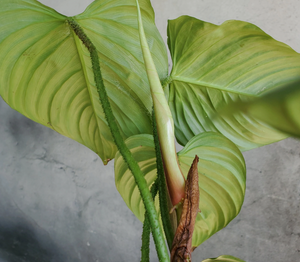 Philodendron "Fuzzy Petiole" - 6"