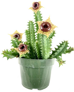 Huernia Zebrina - Lifesaver Cactus
