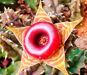 Huernia Zebrina - Lifesaver Cactus