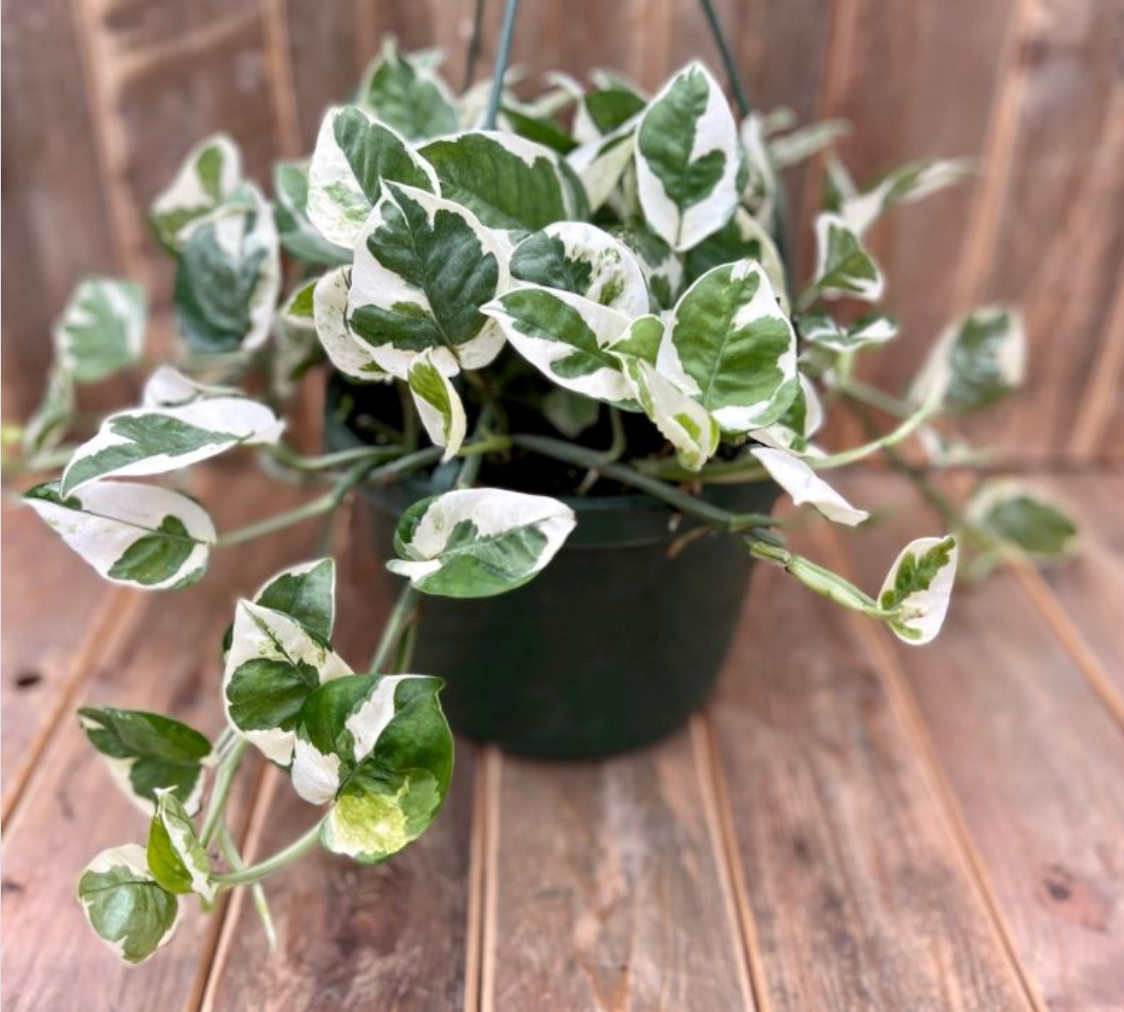 Epipremnum Aureum