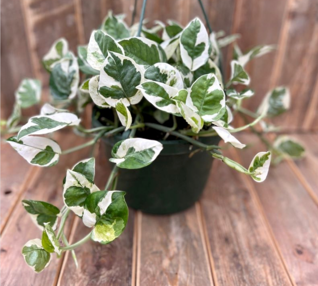 pearls and jade pothos Epipremnum Aureum
