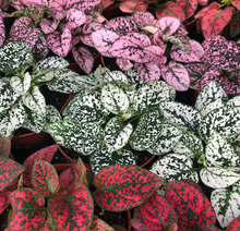 Load image into Gallery viewer, Fittonia