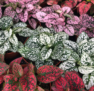 Fittonia