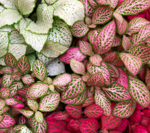 Load image into Gallery viewer, Fittonia