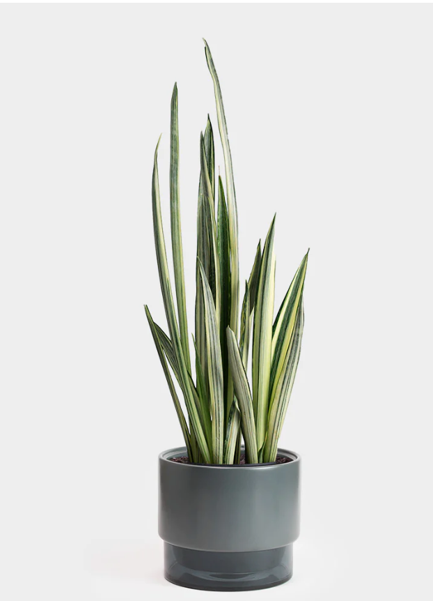 Sansevieria