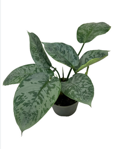 Schismatoglottis Sarawak