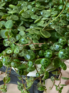 Peperomia - Prostrata - String of Turtles
