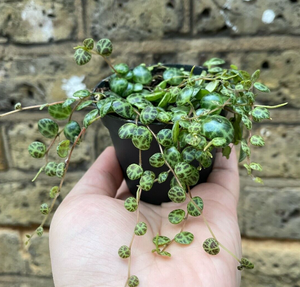Peperomia - Prostrata - String of Turtles