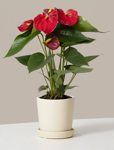 the red anthurium vacaville Anthurium